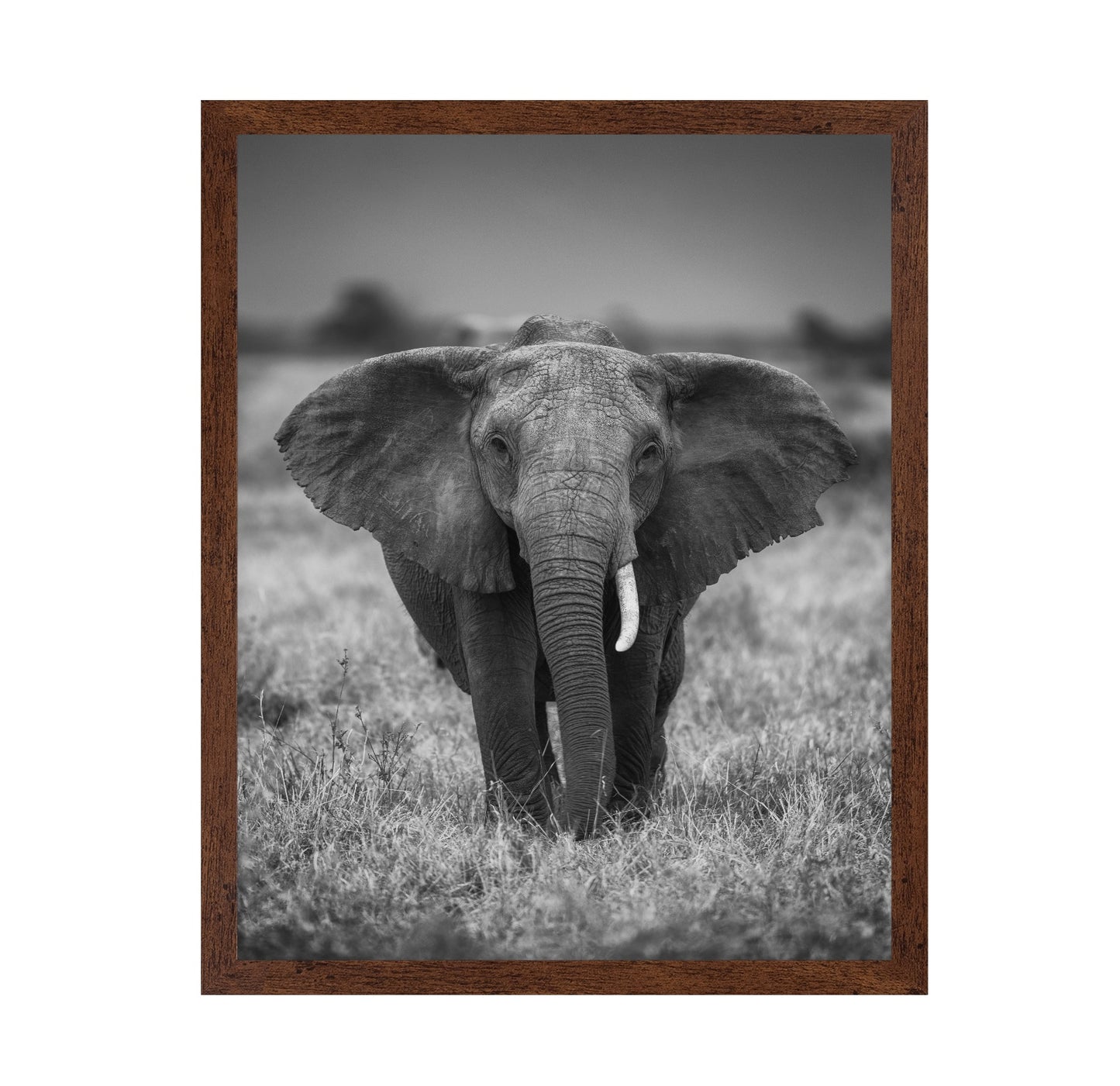 Elephant in the Wild