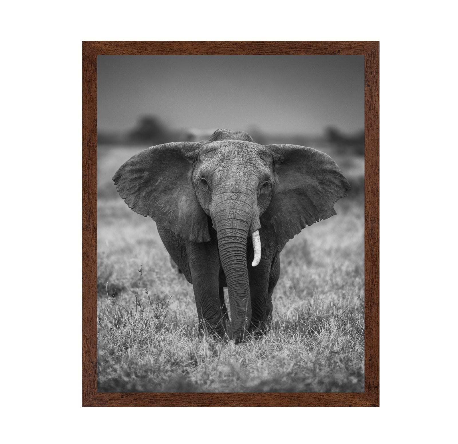 Elephant in the Wild