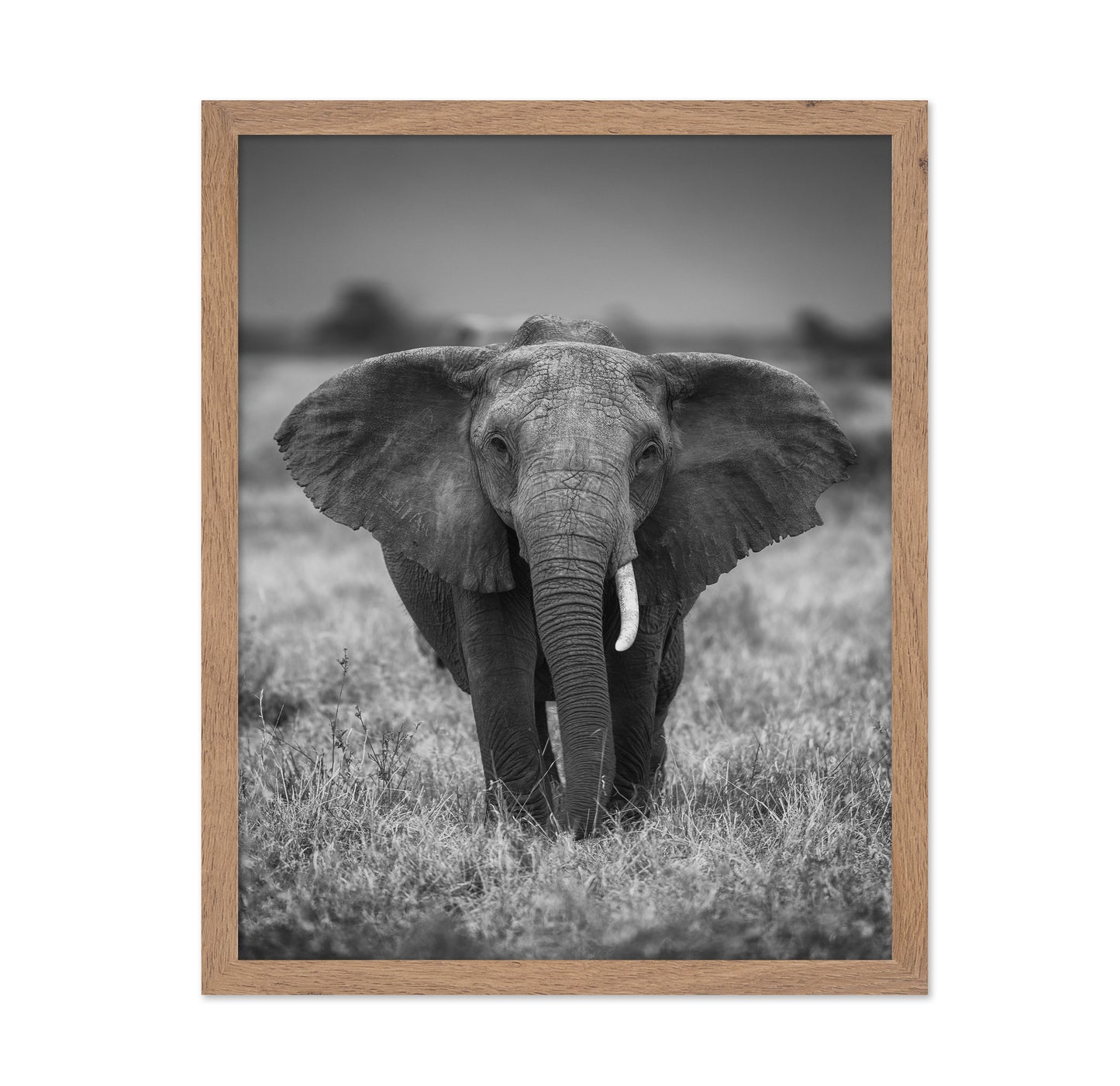 Elephant in the Wild