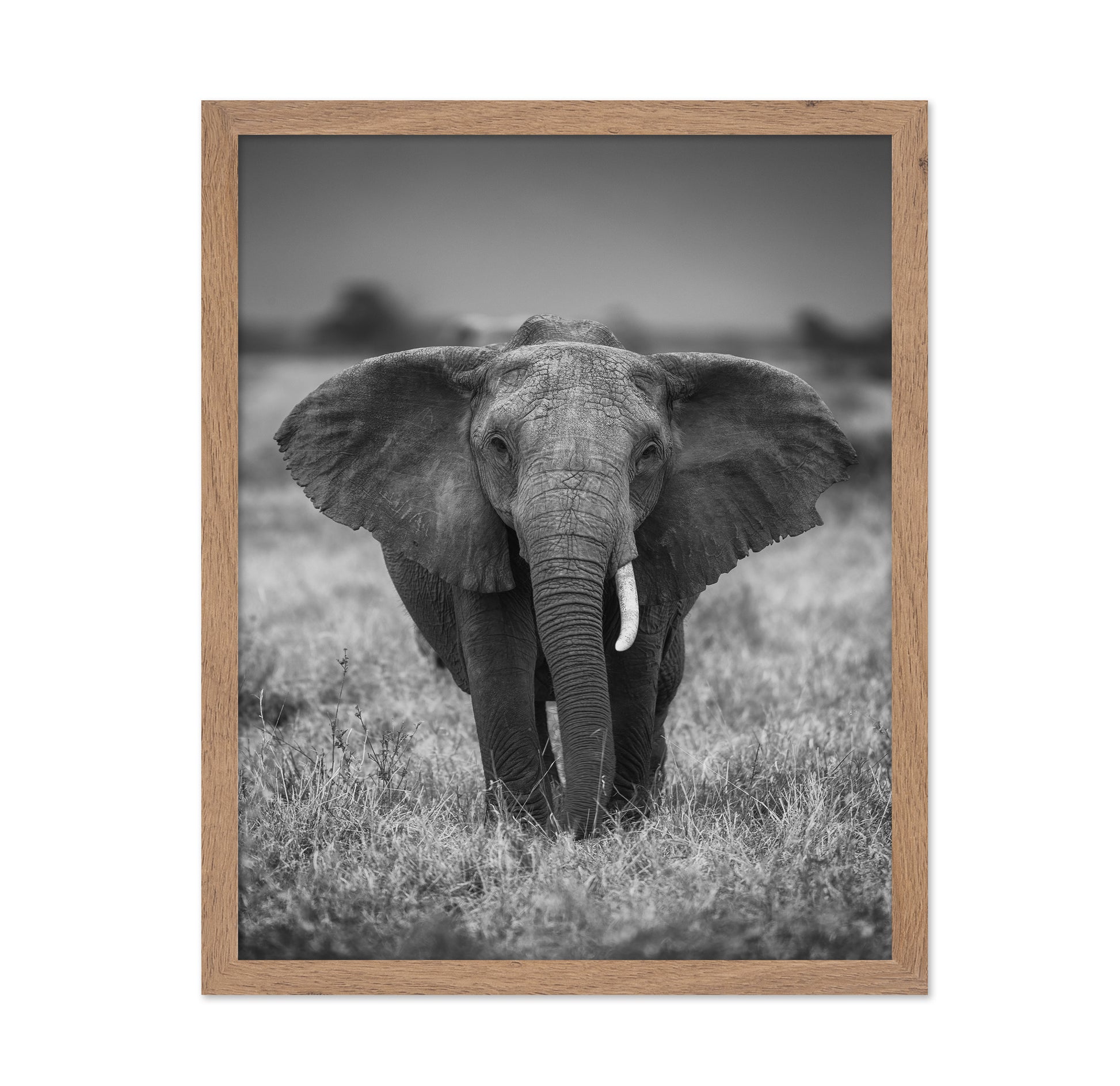Elephant in the Wild