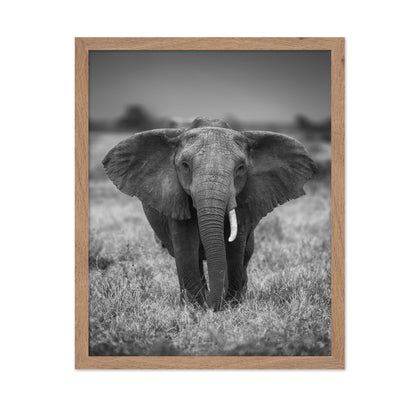 Elephant in the Wild