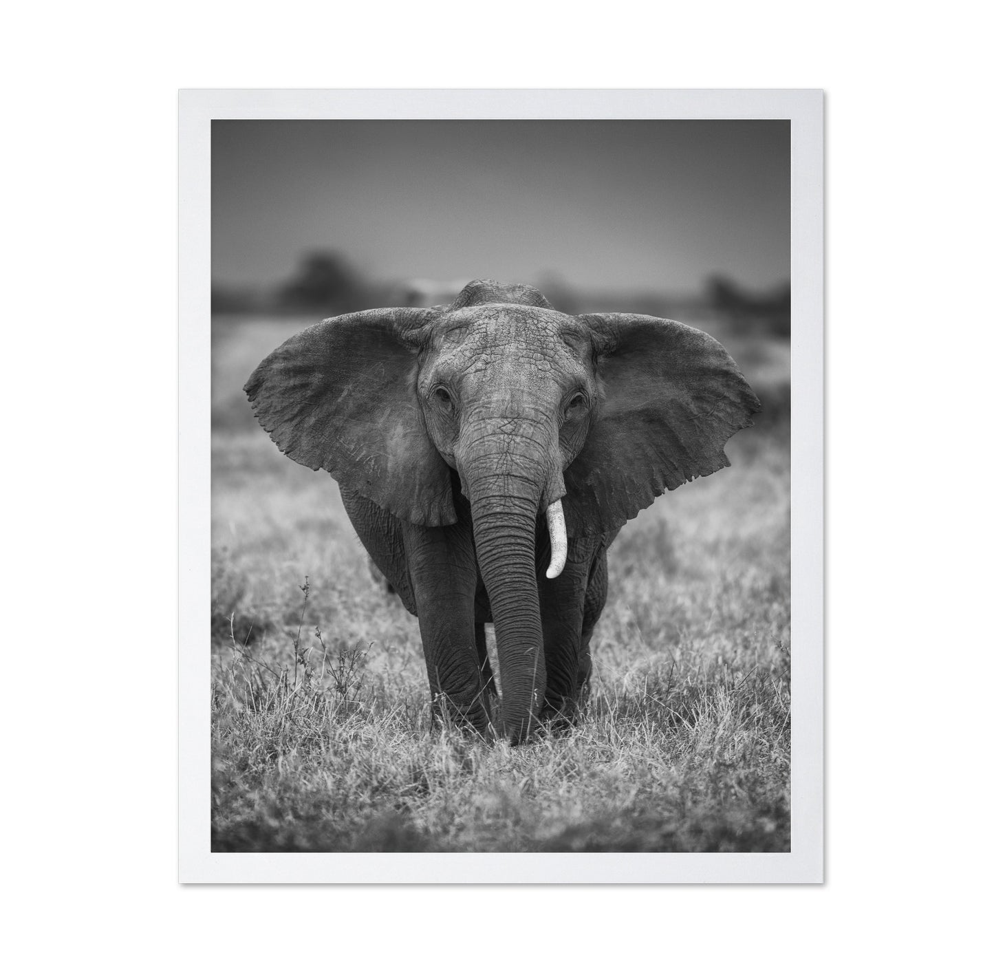 Elephant in the Wild