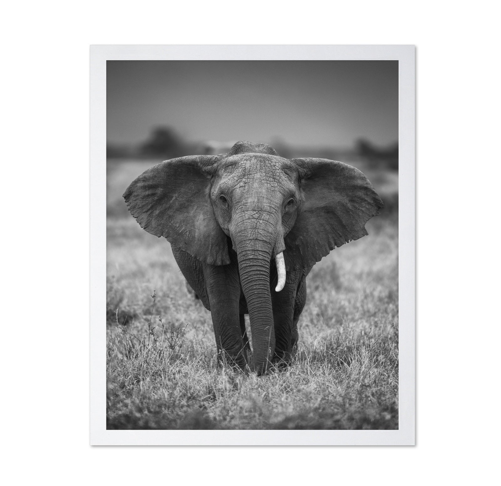 Elephant in the Wild