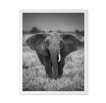 Elephant in the Wild