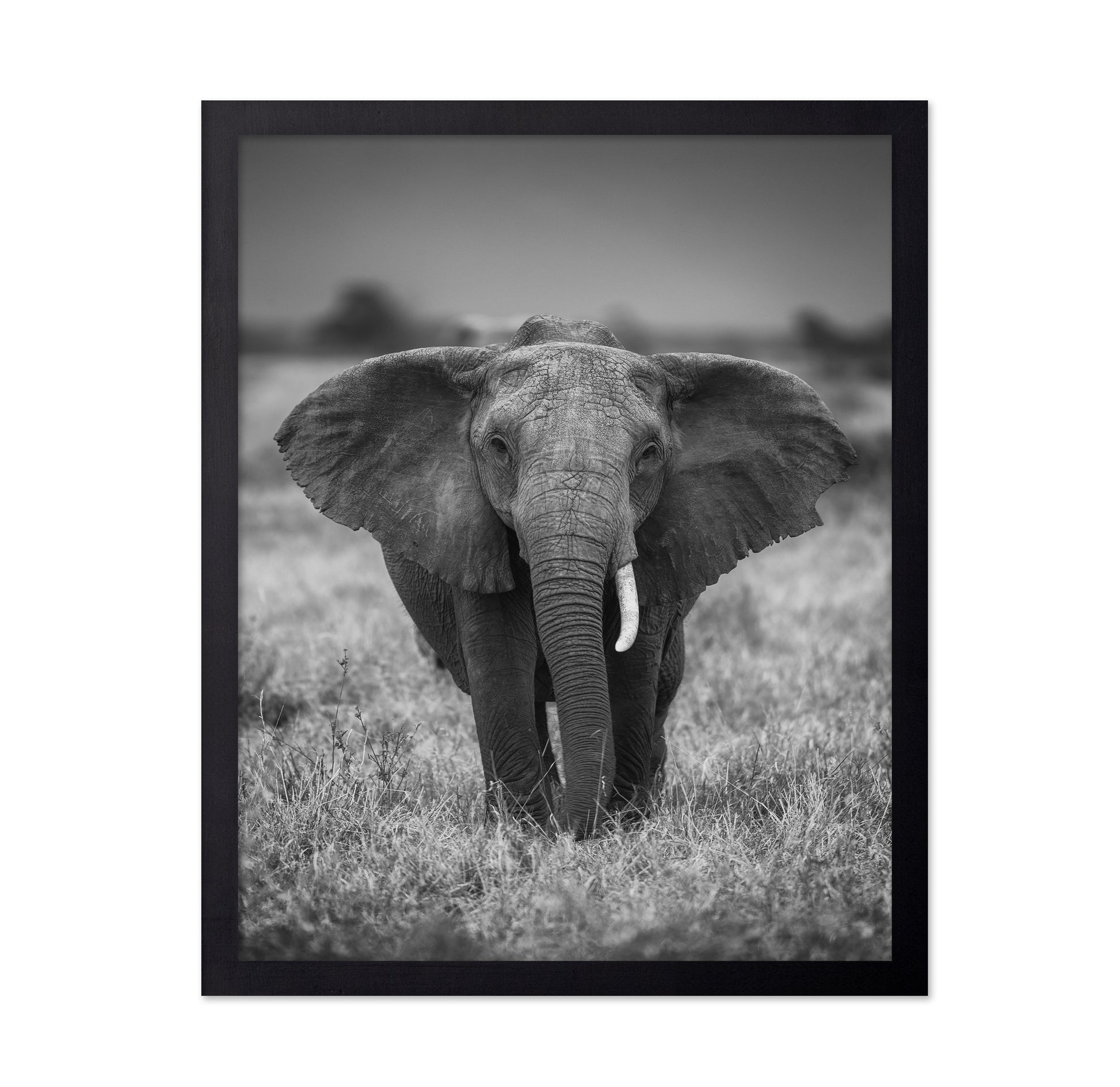 Elephant in the Wild