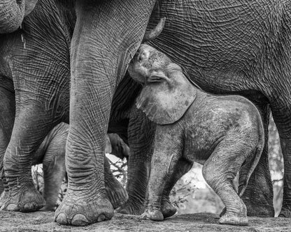 Elephant Suckling