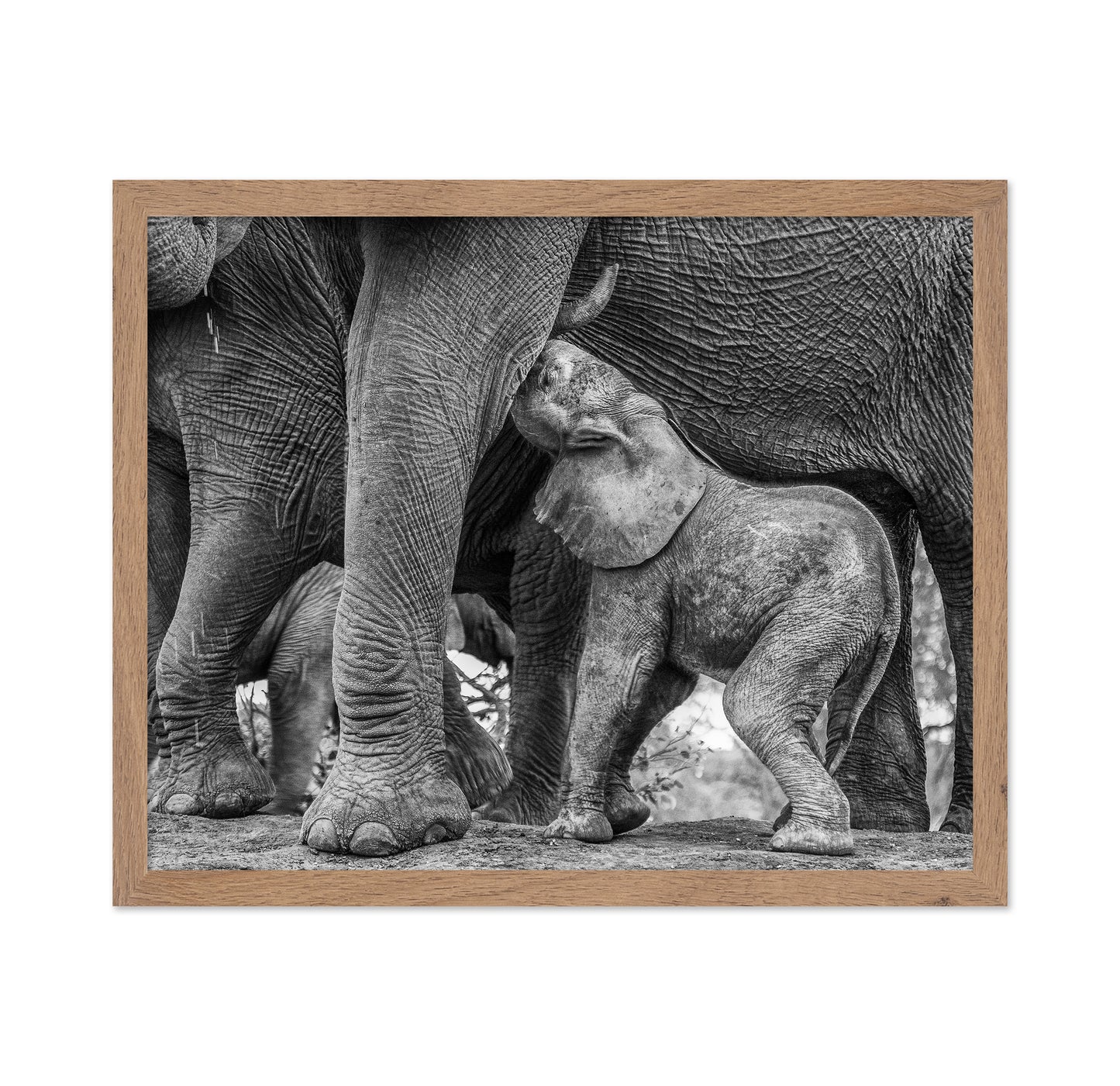 Elephant Suckling