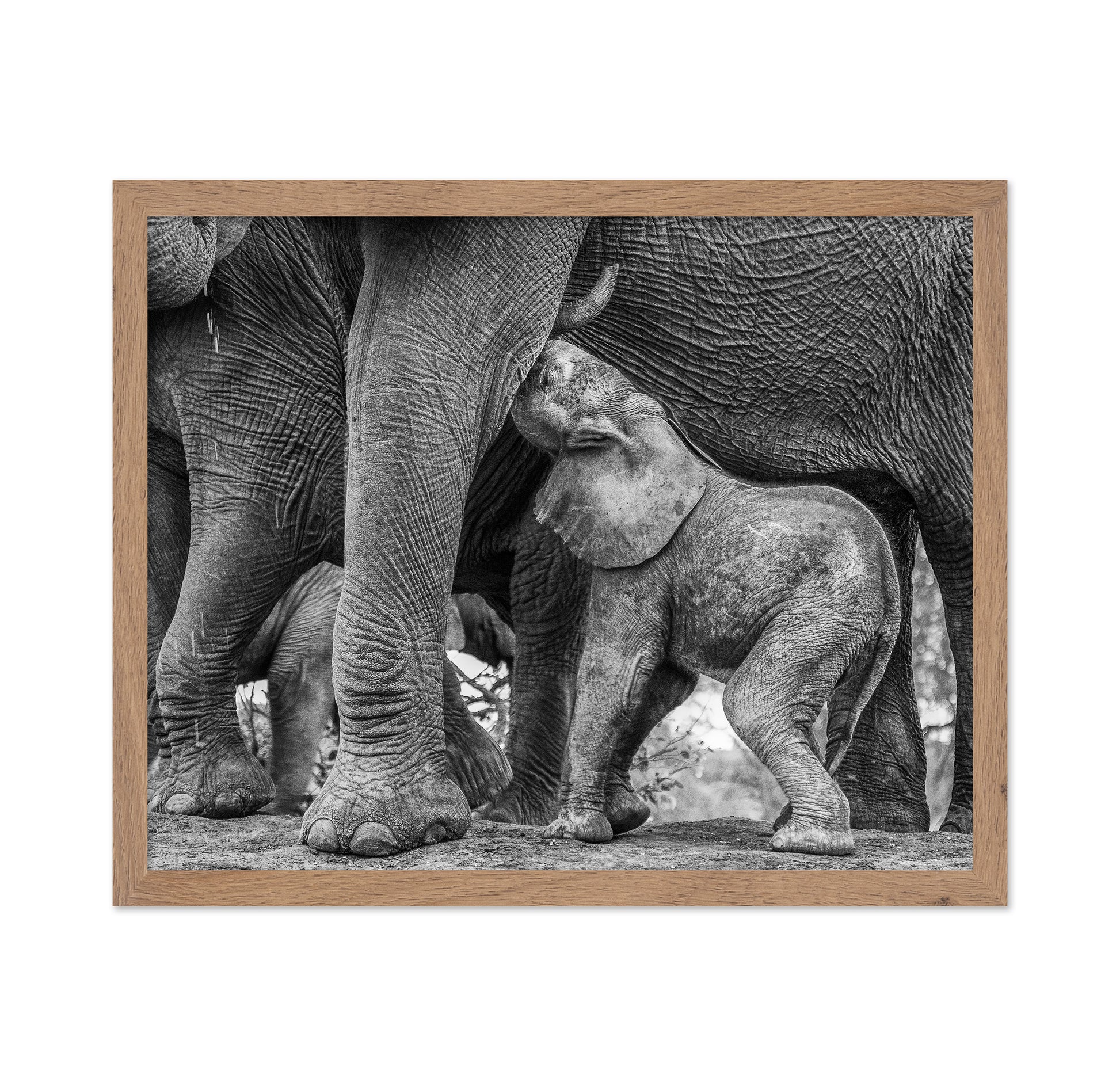 Elephant Suckling