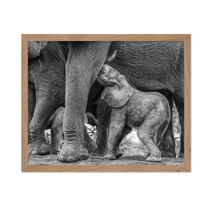 Elephant Suckling