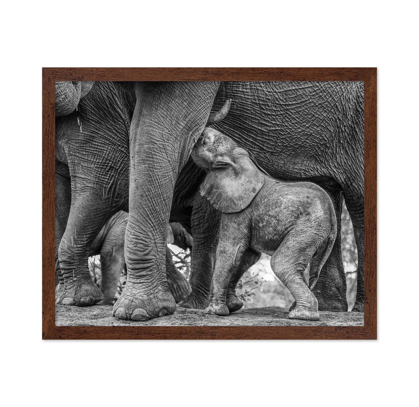 Elephant Suckling