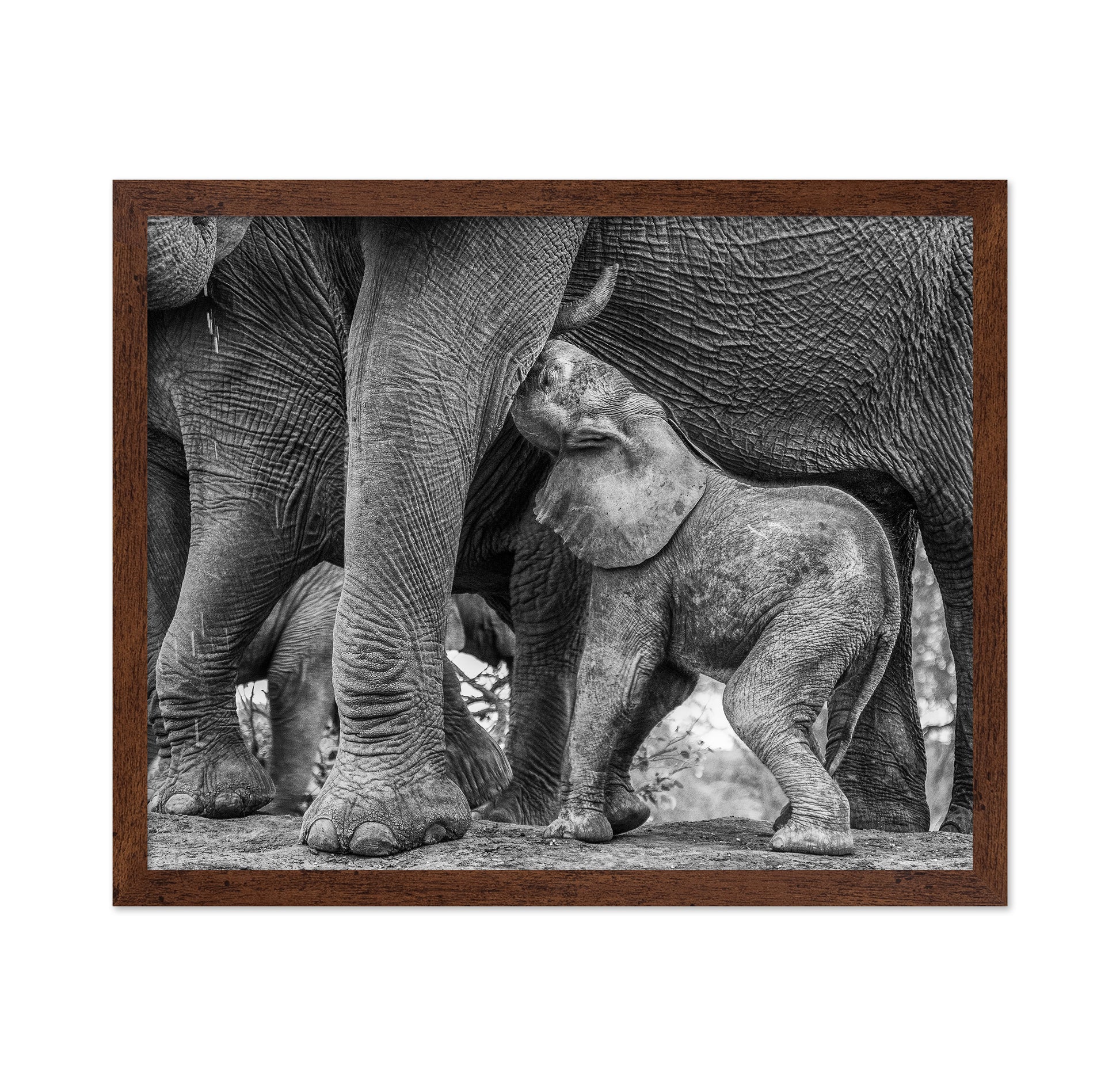 Elephant Suckling
