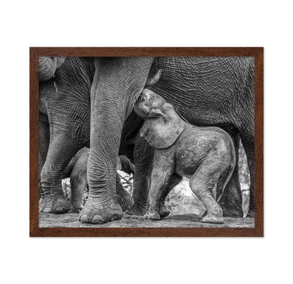 Elephant Suckling