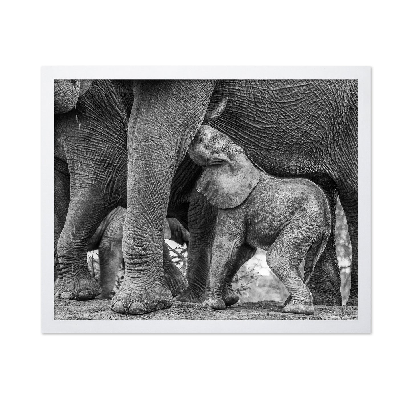 Elephant Suckling