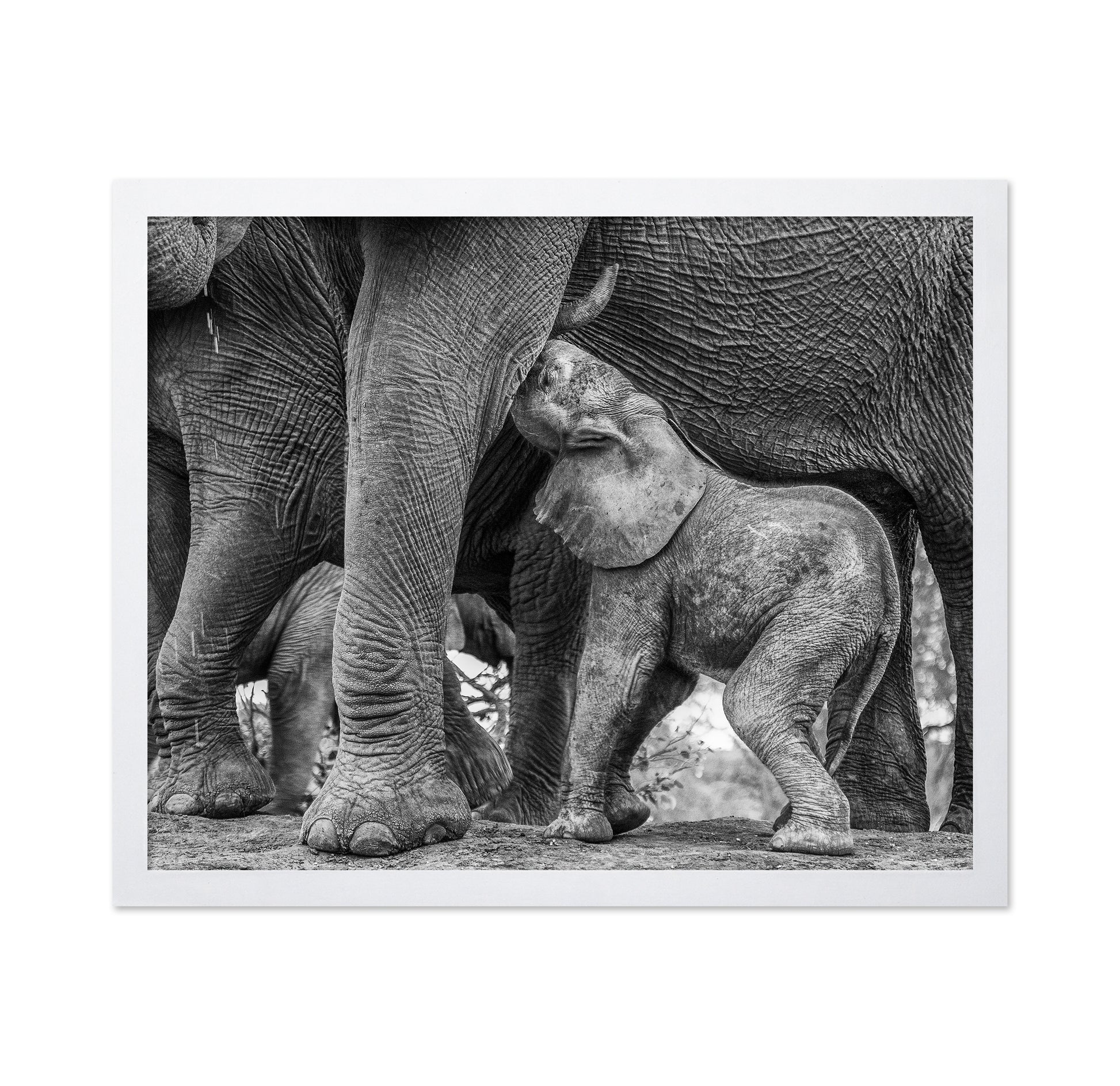 Elephant Suckling