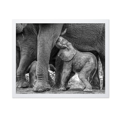 Elephant Suckling