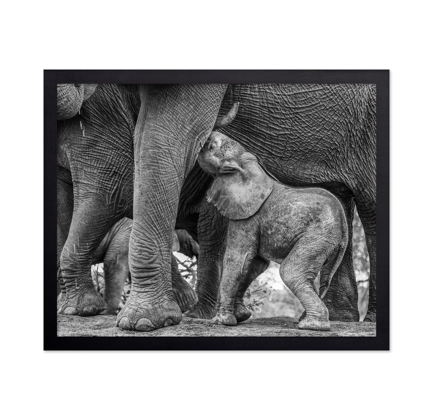 Elephant Suckling