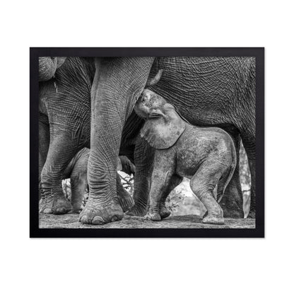 Elephant Suckling