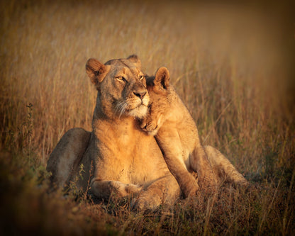 Feline Family