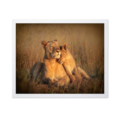 Feline Family