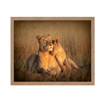 Feline Family