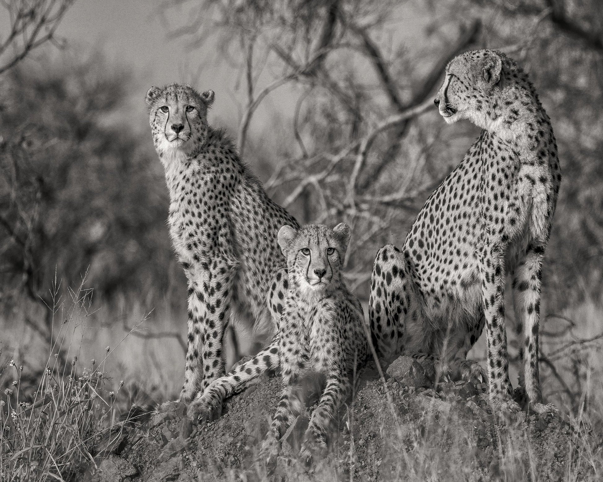 Three Cats No1