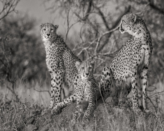 Three Cats No1