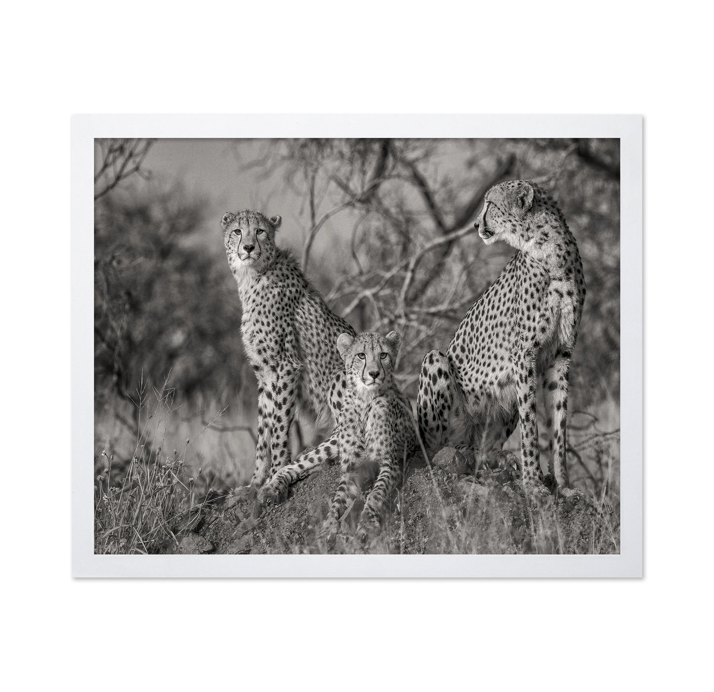 Three Cats No1