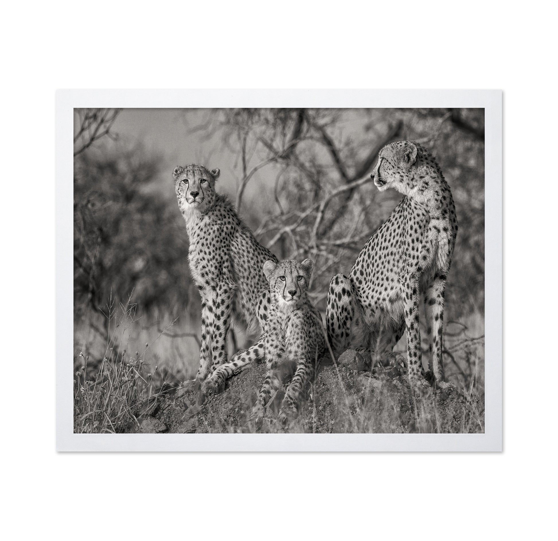 Three Cats No1