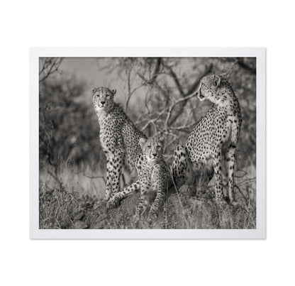 Three Cats No1