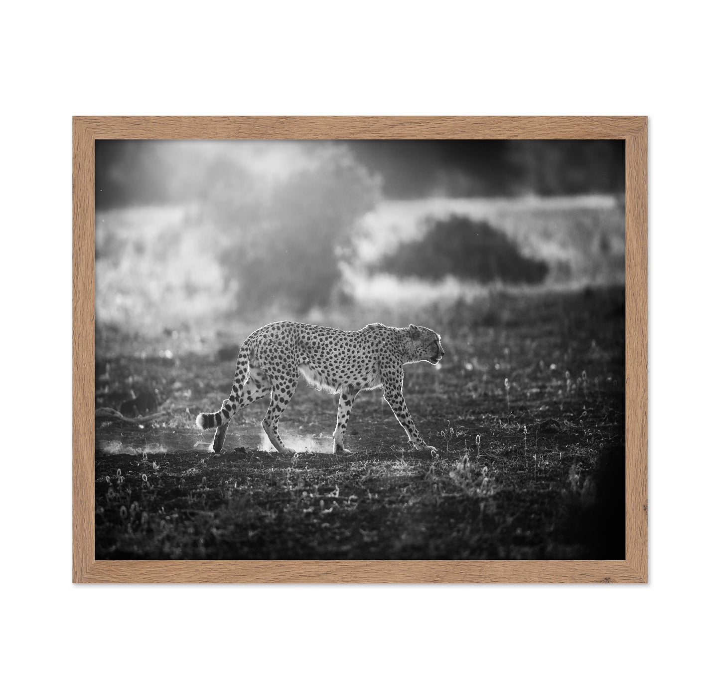 Backlit Cheetah