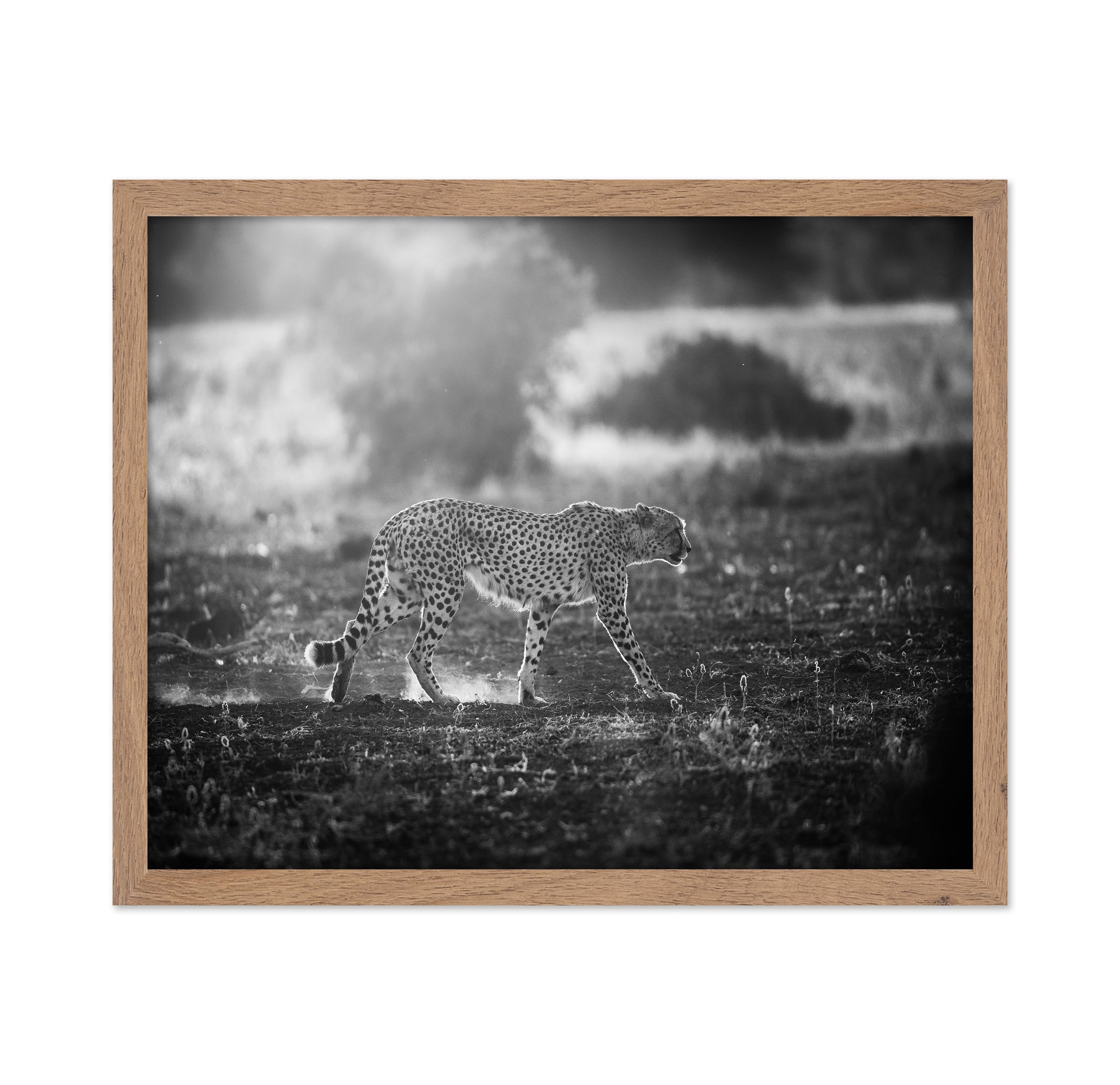 Backlit Cheetah