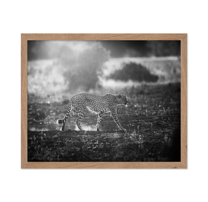Backlit Cheetah