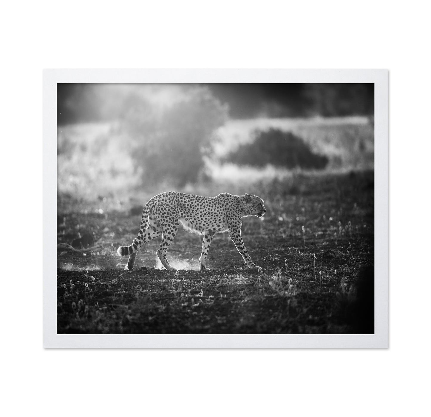 Backlit Cheetah