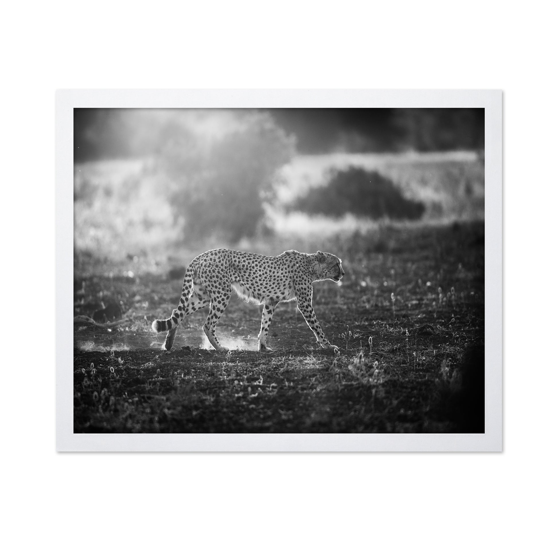 Backlit Cheetah