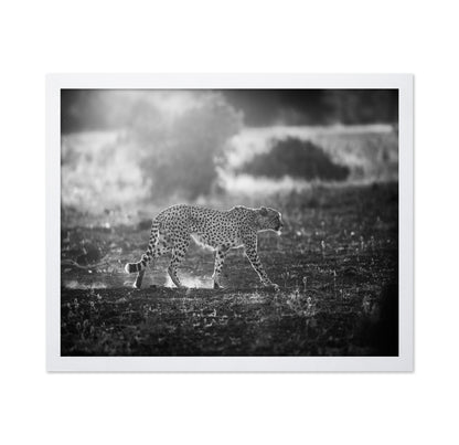 Backlit Cheetah