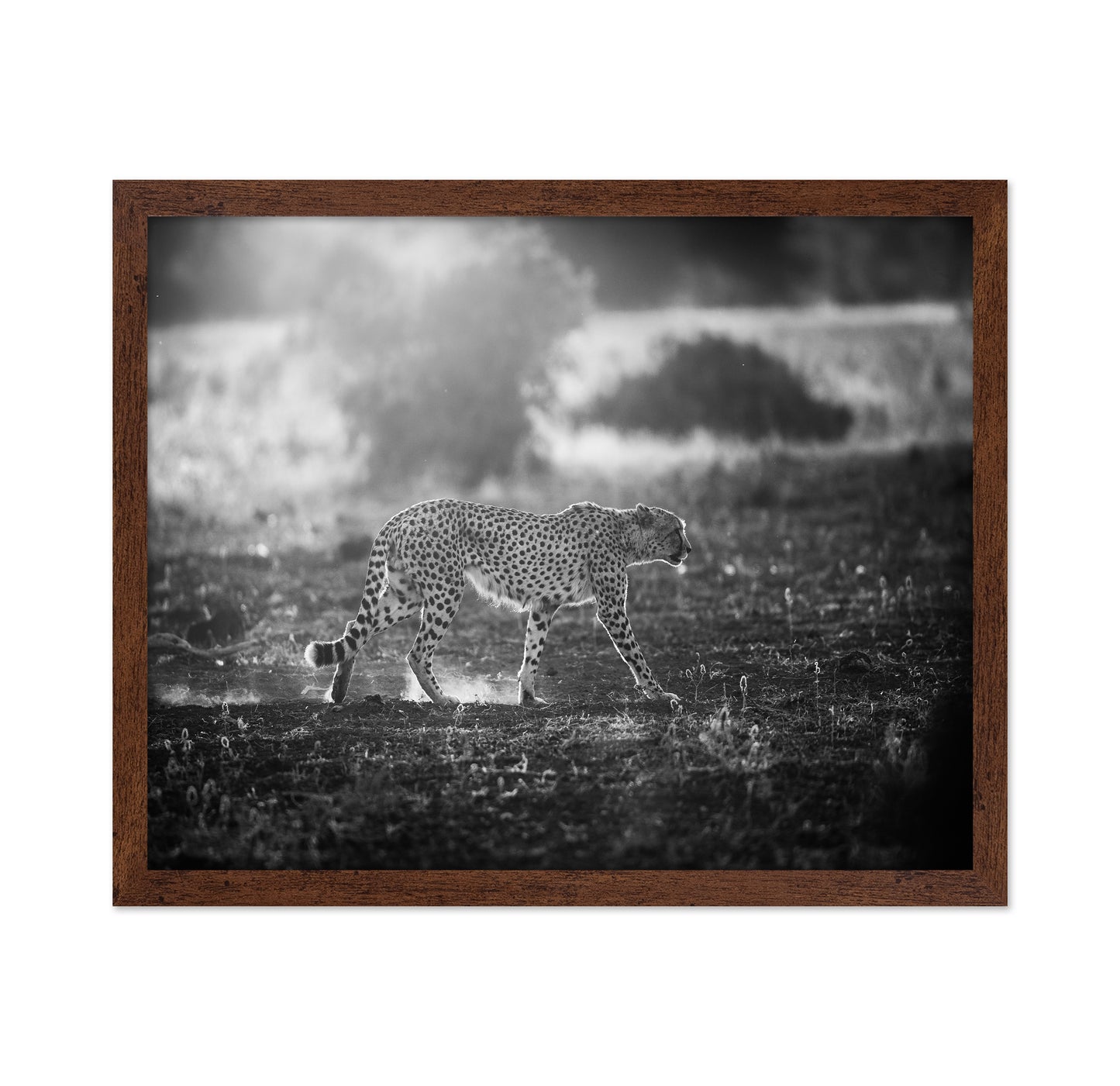 Backlit Cheetah