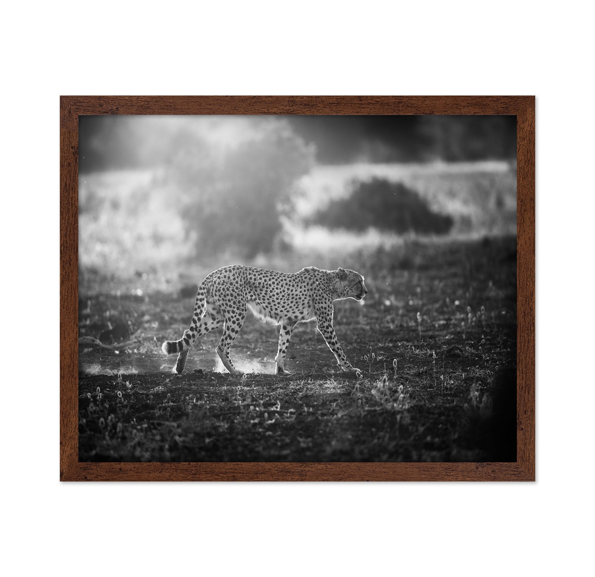 Backlit Cheetah