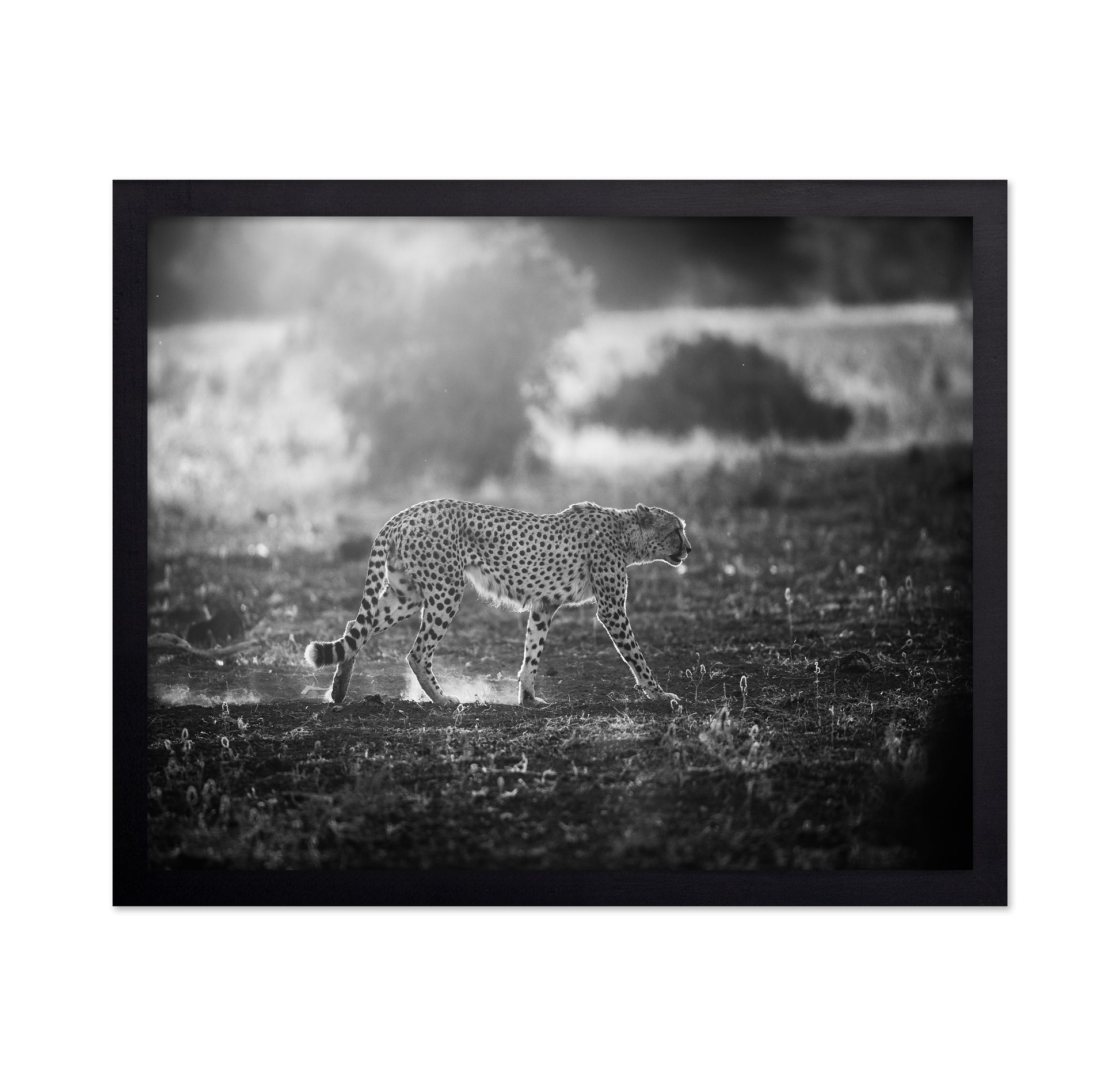 Backlit Cheetah