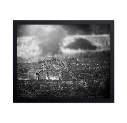 Backlit Cheetah