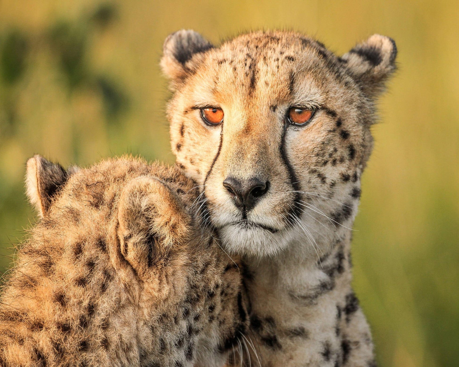 Cheetah Eyes