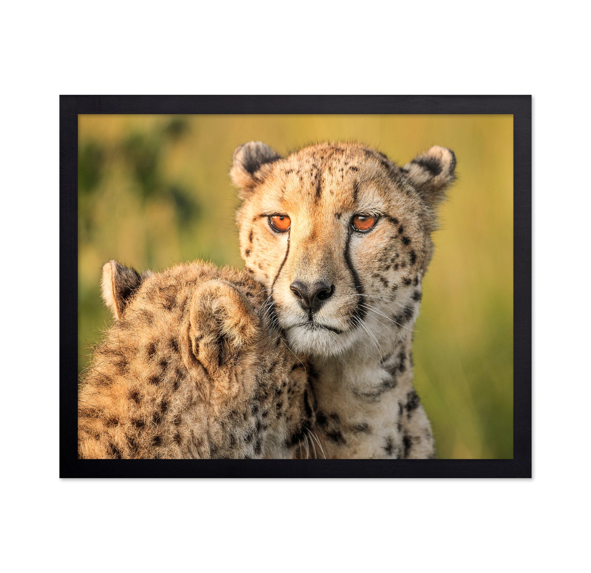 Cheetah Eyes