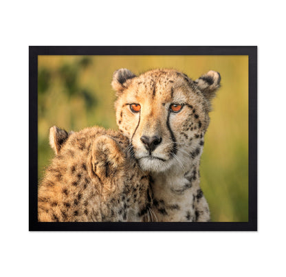 Cheetah Eyes