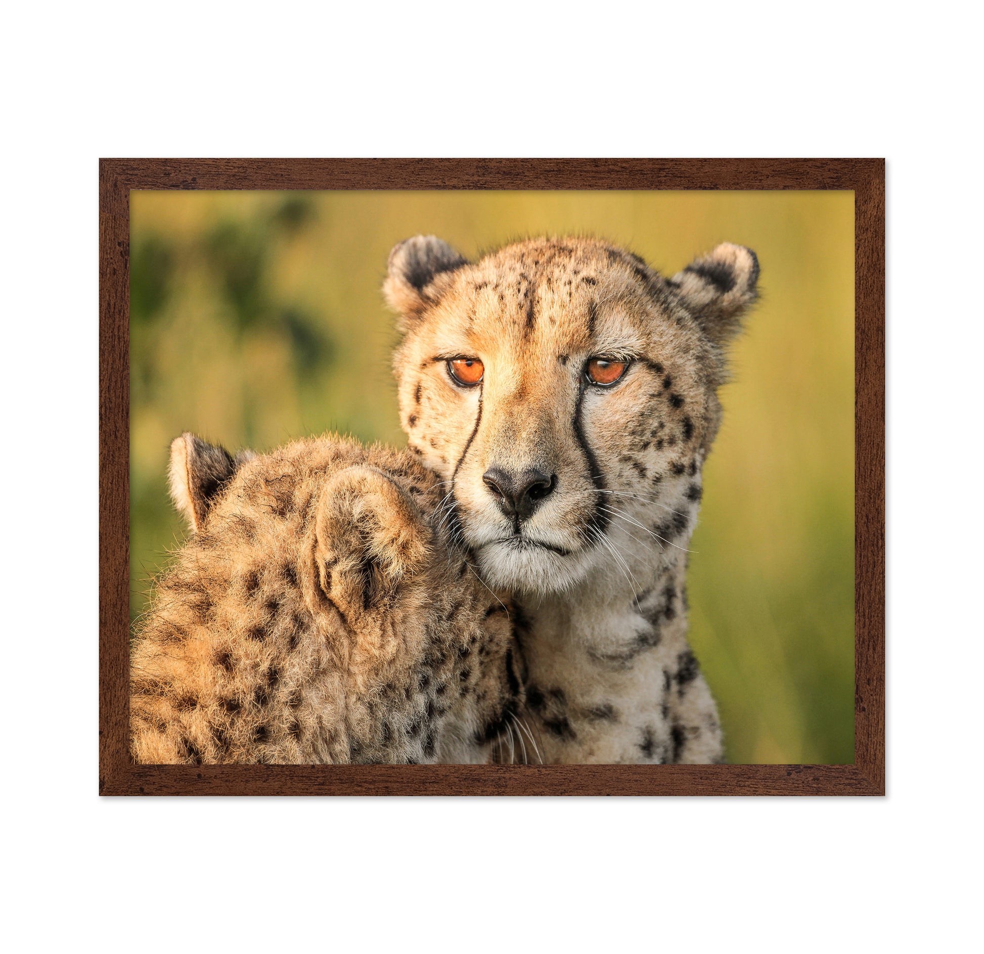 Cheetah Eyes