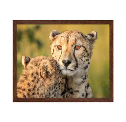 Cheetah Eyes