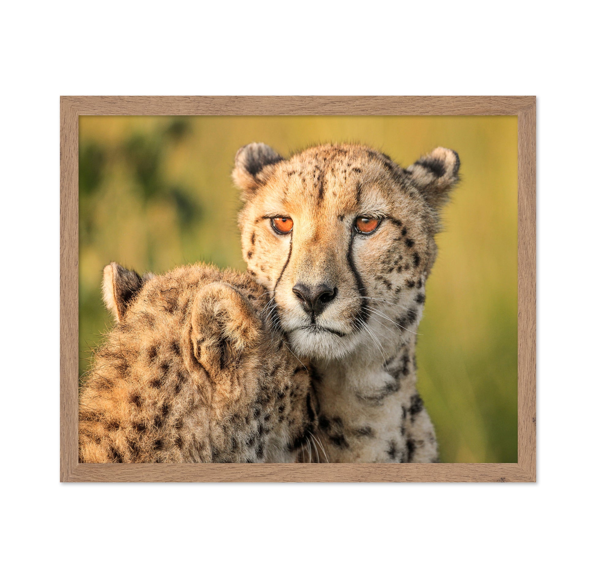 Cheetah Eyes
