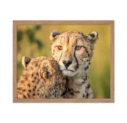 Cheetah Eyes