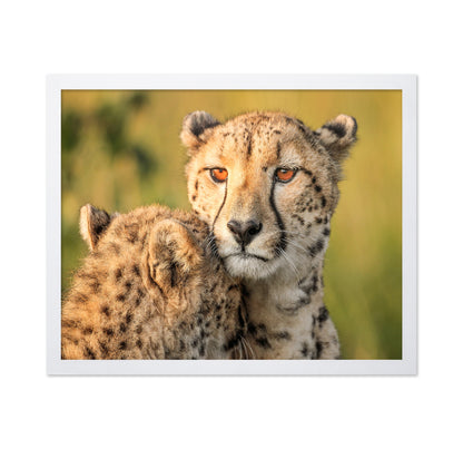 Cheetah Eyes