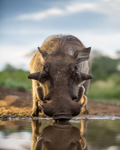 Head On Hog