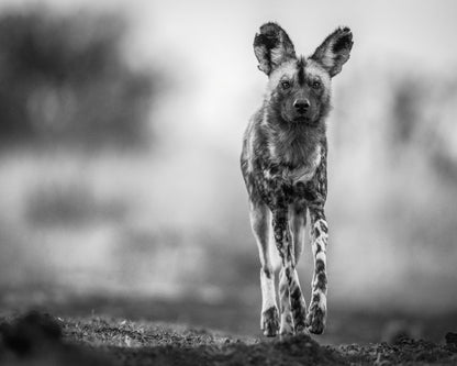 Monochrome Wild Dog
