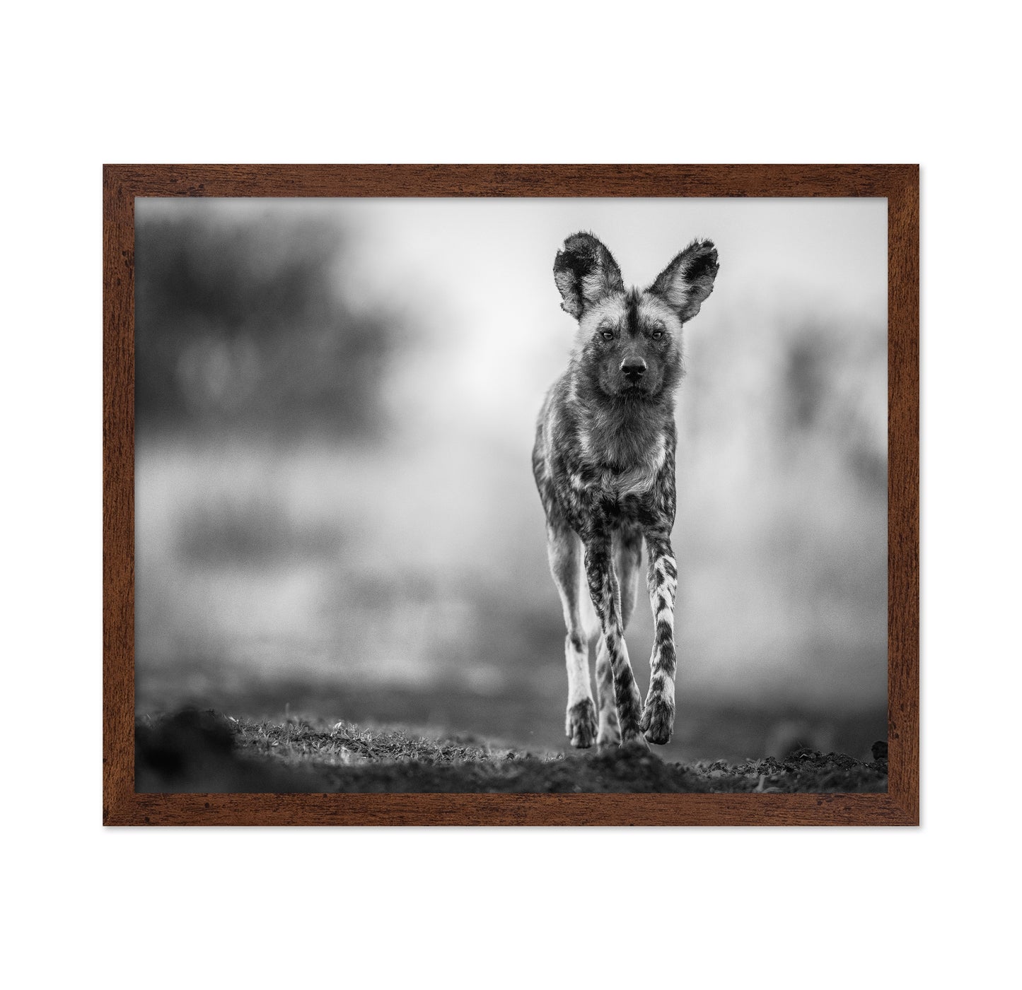 Monochrome Wild Dog
